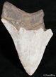 Partial Inch Megalodon Tooth - Bargain #2495-1